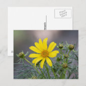 Coreopsis Postkarte (Vorne/Hinten)
