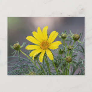 Coreopsis Postkarte
