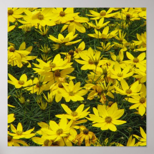 Coreopsis Print Poster (Vorne)