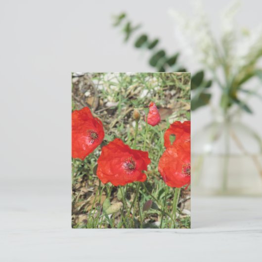 Corfu Red Poppies Postkarte (Stehend Vorderseite)