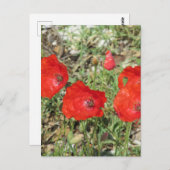 Corfu Red Poppies Postkarte (Vorne/Hinten)
