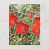 Corfu Red Poppies Postkarte (Vorderseite)
