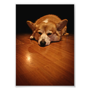 Corgi auf Etage Fotodruck