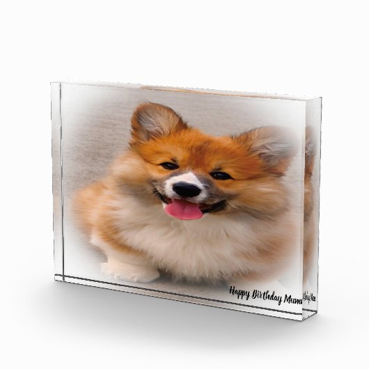 Corgi Dog. Fotoblock (Rechts)