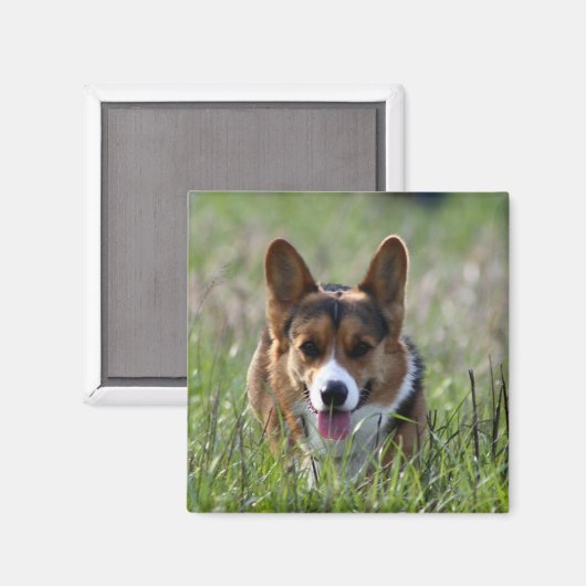 Corgi Dog Magnet (Vorderseite/Rückseite)