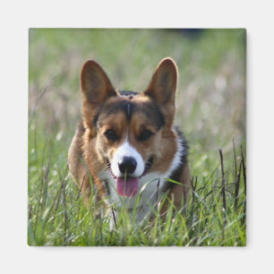 Corgi Dog Magnet