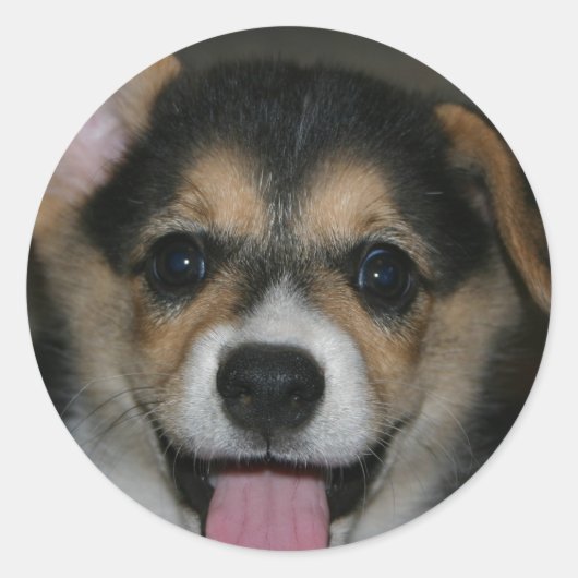 Corgi Dog Sticker (Vorderseite)