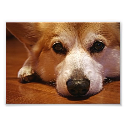Corgi Face Fotodruck (Vorne)