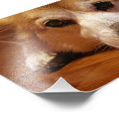 Corgi Face Fotodruck (Ecke)