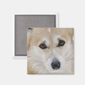 Corgi Face Magnet (Vorderseite/Rückseite)