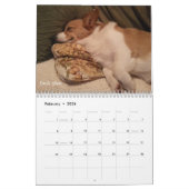 Corgi-Klugheits-Kalender Kalender (Feb 2026)