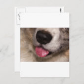 Corgi-Küsse Postkarte (Vorne/Hinten)