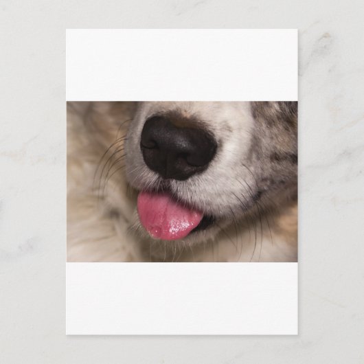 Corgi-Küsse Postkarte (Vorderseite)