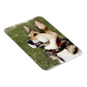Corgi Magnet (Rechte Seite)