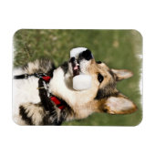 Corgi Magnet (Horizontal)