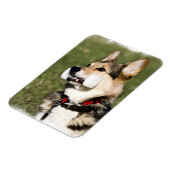 Corgi Magnet (Linke Seite)
