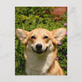Corgi Postcard Postkarte