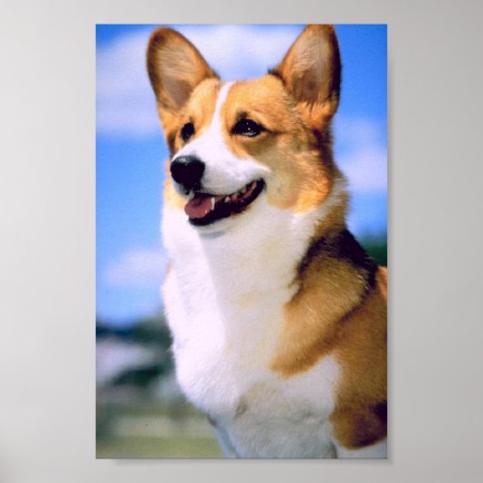 Corgi Poster (Vorne)