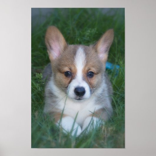 Corgi Poster (Vorne)