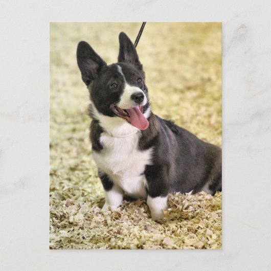 Corgi Postkarte (Vorderseite)