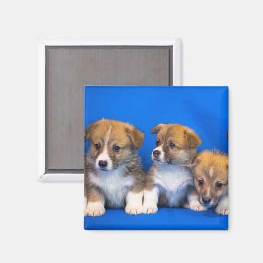 Corgi Puppies Magnet (Vorderseite/Rückseite)