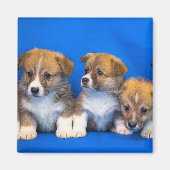 Corgi Puppies Magnet (Vorne)