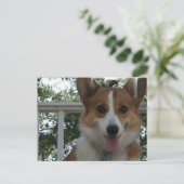 Corgi Puppy Dog Postkarte (Stehend Vorderseite)