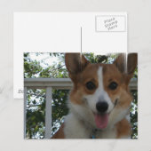 Corgi Puppy Dog Postkarte (Vorne/Hinten)