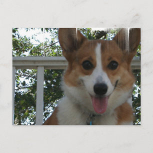 Corgi Puppy Dog Postkarte