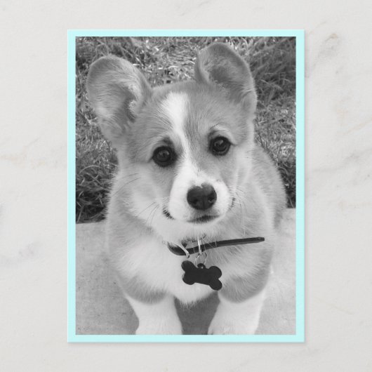 Corgi Puppy Postkarte (Vorderseite)