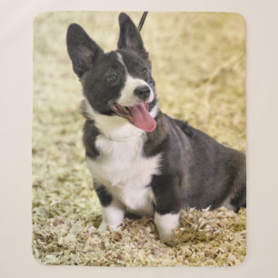 Corgi Sherpadecke