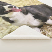 Corgi Sherpadecke (3/4)