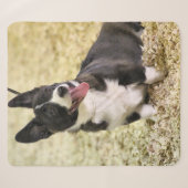 Corgi Sherpadecke (Vorderseite (Horizontal))