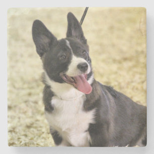 Corgi Steinuntersetzer