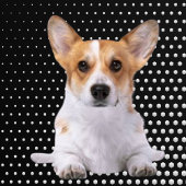 Corgi white dots golf headcover