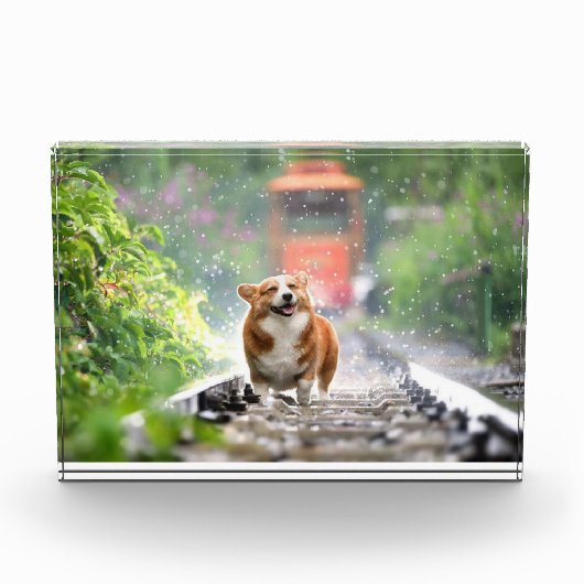 Corgi zu Fuß auf Zugschienen Fotoblock (Vorderseite)