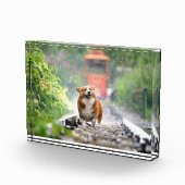 Corgi zu Fuß auf Zugschienen Fotoblock (Rechts)