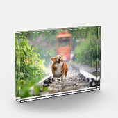 Corgi zu Fuß auf Zugschienen Fotoblock (Links)