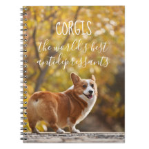 Corgis die besten Antidepressiva der Welt