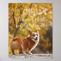 Corgis Die besten Antidepressiva der Welt