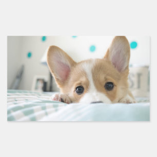 Corgiwelpenaufkleber Rechteckiger Aufkleber