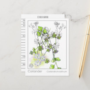 Coriander Medicinal Cooking Herb Pflanze Postkarte
