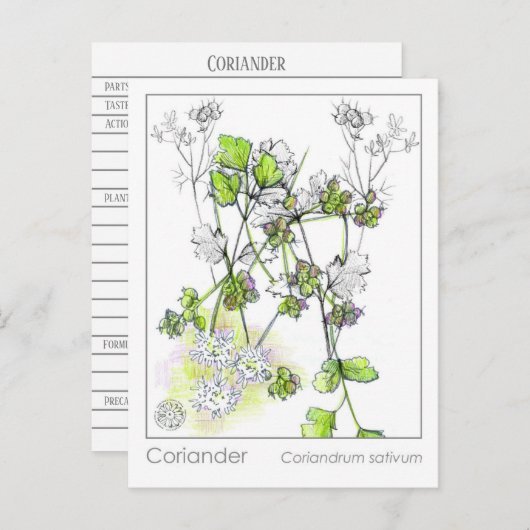 Coriander Medicinal Cooking Herb Pflanze Postkarte (Vorne/Hinten)