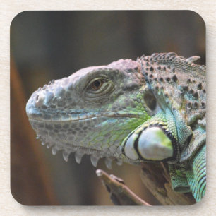 Cork Untersetzer mit dem Kopf der farbenfrohen Igu