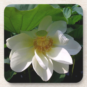 Cork Untersetzer mit feiner, weißer Lotus-Blume