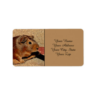 Corkboard Blick-Meerschweinchen Adressaufkleber