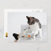 Corky the Cradle Cat Postkarten (Vorne/Hinten)