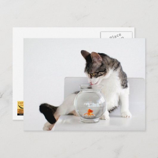 Corky the Cradle Cat Postkarten (Vorne/Hinten)