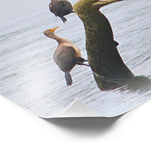 Cormoran Foto Print (Ecke)