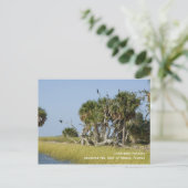 Cormoran Rookery Postcard Postkarte (Stehend Vorderseite)